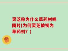 灵芝称为什么草药材呢图片(为何灵芝被视为草药材？)