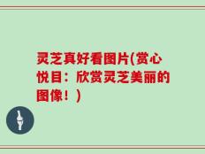 灵芝真好看图片(赏心悦目：欣赏灵芝美丽的图像！)