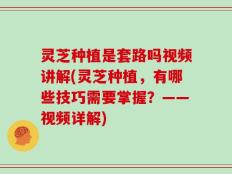 灵芝种植是套路吗视频讲解(灵芝种植，有哪些技巧需要掌握？——视频详解)