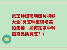 灵芝种植现场图片视频大全(灵芝种植现场实拍集锦：如何在家中种植高品质灵芝？)