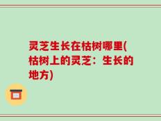 灵芝生长在枯树哪里(枯树上的灵芝：生长的地方)