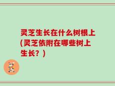 灵芝生长在什么树根上(灵芝依附在哪些树上生长？)
