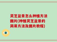 灵芝盆景怎么种植方法图片(种植灵芝盆景的简易方法及图片教程)