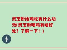 灵芝粉给鸡吃有什么功效(灵芝粉喂鸡有啥好处？了解一下！)