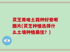 灵芝用啥土栽种好些呢图片(灵芝种植选择什么土壤种植最佳？)