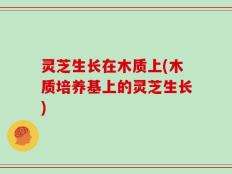 灵芝生长在木质上(木质培养基上的灵芝生长)