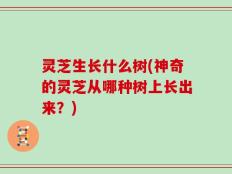 灵芝生长什么树(神奇的灵芝从哪种树上长出来？)