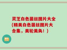 灵芝白色菌丝图片大全(精美白色菌丝图片大合集，美轮美奂！)