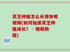 灵芝种植怎么长得快呢视频(如何加速灵芝种植成长？ - 视频教程)