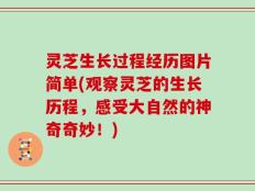灵芝生长过程经历图片简单(观察灵芝的生长历程，感受大自然的神奇奇妙！)