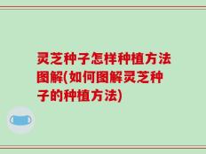 灵芝种子怎样种植方法图解(如何图解灵芝种子的种植方法)