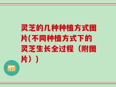 灵芝的几种种植方式图片(不同种植方式下的灵芝生长全过程（附图片）)