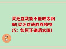灵芝盆栽能不能晒太阳呢(灵芝盆栽的养殖技巧：如何正确晒太阳)