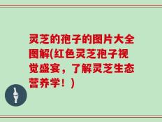 灵芝的孢子的图片大全图解(红色灵芝孢子视觉盛宴，了解灵芝生态营养学！)