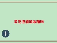 灵芝泡酒加冰糖吗