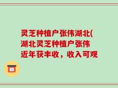 灵芝种植户张伟湖北(湖北灵芝种植户张伟 近年获丰收，收入可观