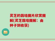 灵芝的栽培图片欣赏图解(灵芝栽培图解：由种子到收获)