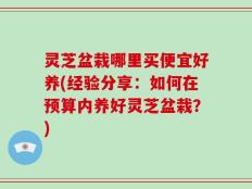 灵芝盆栽哪里买便宜好养(经验分享：如何在预算内养好灵芝盆栽？)