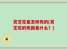 灵芝花是怎样死的(灵芝花的死因是什么？)