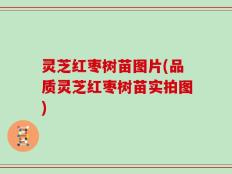 灵芝红枣树苗图片(品质灵芝红枣树苗实拍图)