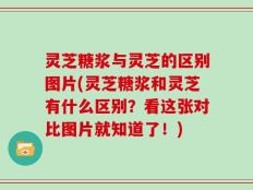 灵芝糖浆与灵芝的区别图片(灵芝糖浆和灵芝有什么区别？看这张对比图片就知道了！)