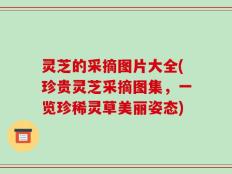 灵芝的采摘图片大全(珍贵灵芝采摘图集，一览珍稀灵草美丽姿态)