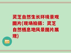 灵芝自然生长环境景观图片(现场拍摄：灵芝自然栖息地风景图片展现)