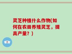 灵芝种植什么作物(如何在农田养殖灵芝，提高产量？)