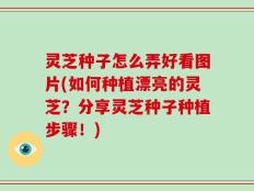 灵芝种子怎么弄好看图片(如何种植漂亮的灵芝？分享灵芝种子种植步骤！)