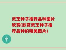 灵芝种子推荐品种图片欣赏(欣赏灵芝种子推荐品种的精美图片)