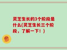 灵芝生长的3个阶段是什么(灵芝生长三个阶段，了解一下！)