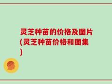 灵芝种苗的价格及图片(灵芝种苗价格和图集)
