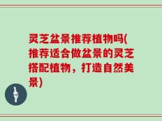 灵芝盆景推荐植物吗(推荐适合做盆景的灵芝搭配植物，打造自然美景)