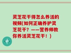 灵芝花干得怎么养活的视频(如何正确养护灵芝花干？——营养师教你养活灵芝花干！)