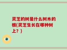 灵芝的树是什么树木的根(灵芝生长在哪种树上？)