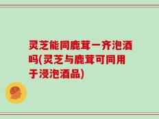 灵芝能同鹿茸一齐泡酒吗(灵芝与鹿茸可同用于浸泡酒品)