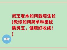 灵芝老本如何栽培生长(教你如何简单种出优质灵芝，健康好收成！)