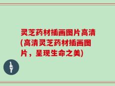 灵芝药材插画图片高清(高清灵芝药材插画图片，呈现生命之美)