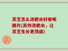 灵芝怎么浇肥水好些呢图片(高效浇肥水，让灵芝生长更茂盛)