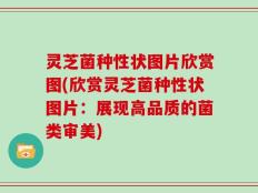 灵芝菌种性状图片欣赏图(欣赏灵芝菌种性状图片：展现高品质的菌类审美)