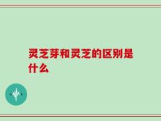 灵芝芽和灵芝的区别是什么
