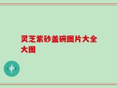 灵芝紫砂盖碗图片大全大图