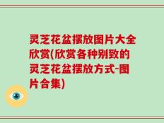 灵芝花盆摆放图片大全欣赏(欣赏各种别致的灵芝花盆摆放方式-图片合集)