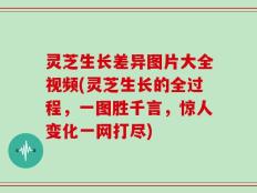 灵芝生长差异图片大全视频(灵芝生长的全过程，一图胜千言，惊人变化一网打尽)