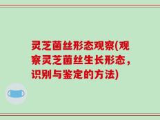 灵芝菌丝形态观察(观察灵芝菌丝生长形态，识别与鉴定的方法)