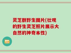 灵芝群野生图片(壮观的野生灵芝照片展示大自然的神奇本性)