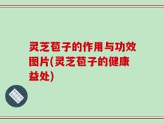 灵芝苞子的作用与功效图片(灵芝苞子的健康益处)