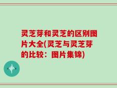 灵芝芽和灵芝的区别图片大全(灵芝与灵芝芽的比较：图片集锦)