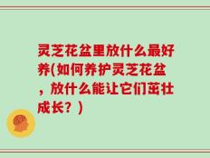 灵芝花盆里放什么最好养(如何养护灵芝花盆，放什么能让它们茁壮成长？)