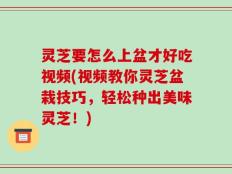 灵芝要怎么上盆才好吃视频(视频教你灵芝盆栽技巧，轻松种出美味灵芝！)